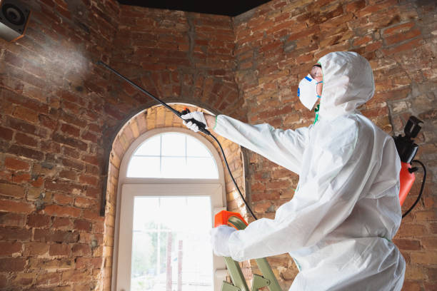 Best Mold removal after water damage  in Chadwicks, NY