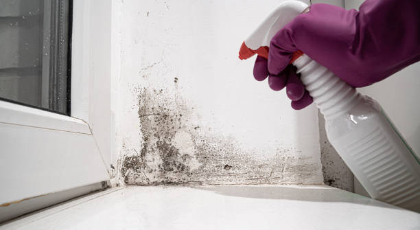 Water damage restoration mold remediation in Chadwicks, NY